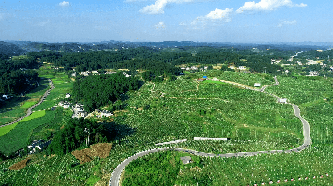 三岔镇高山村那片千亩猕猴桃熟了