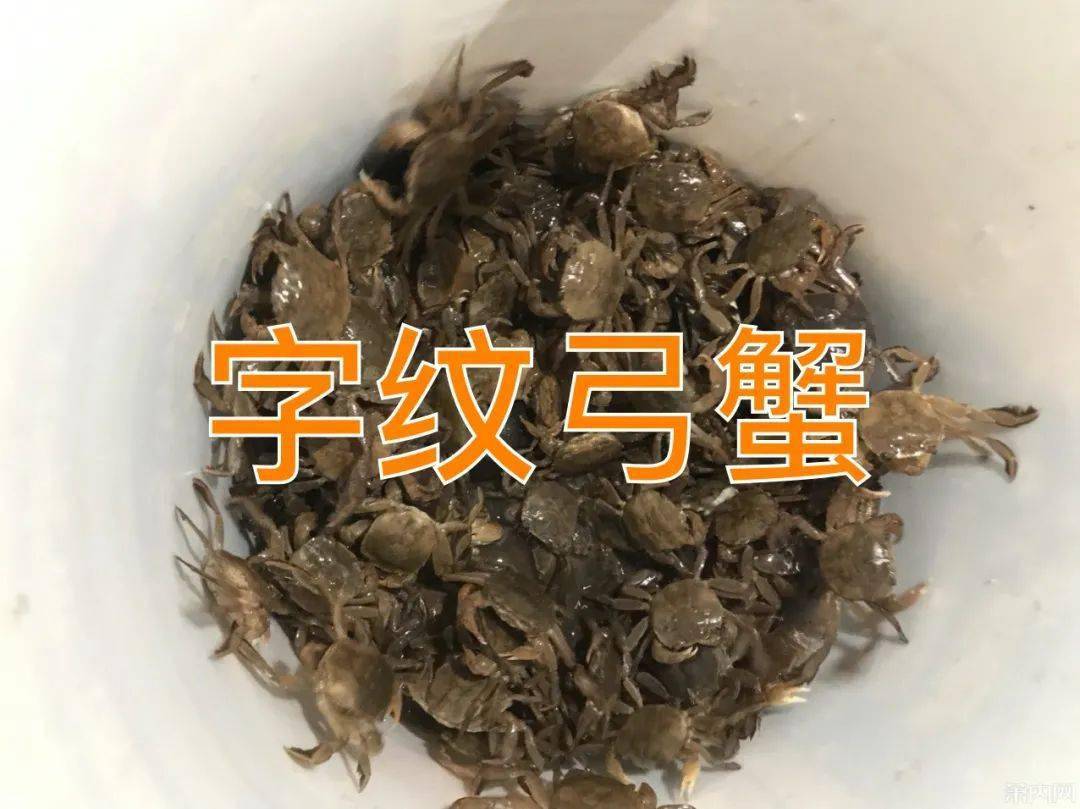 这两天,不少网友晒出了自己烹饪的字纹弓蟹.