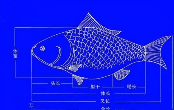 看图识别淡水鱼种类大全