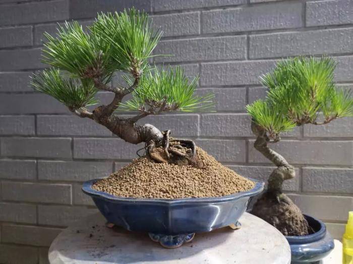 原创5种松生旺旺财古香古色别具一格