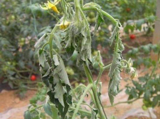 防治西红柿植株萎蔫要对症找出原因!