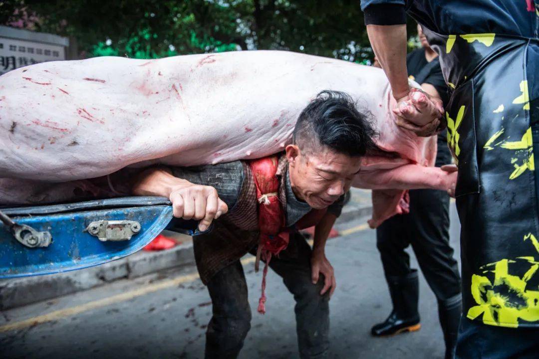 背猪汉上热搜17年背10万头猪养活一家7口