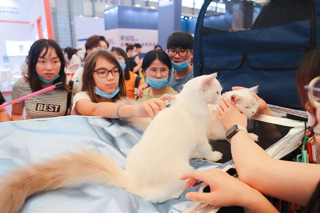 上海:"ice世界名猫赛"亮相亚洲宠物展 喵星人选美吸引参观