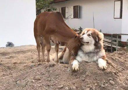 网友带雪橇犬回农村