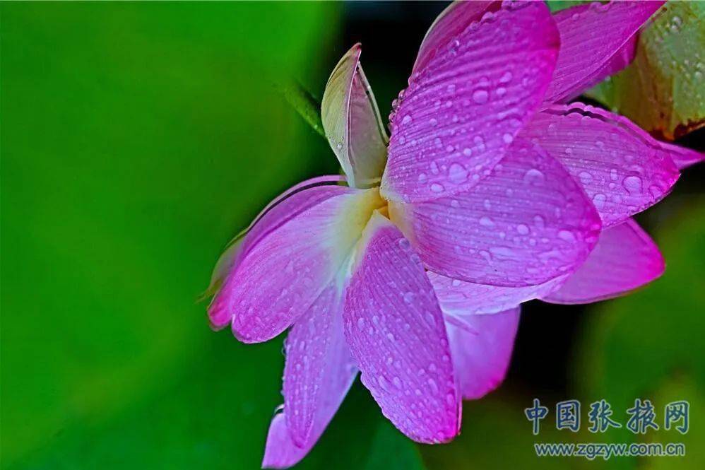 張掖:雨荷別樣美