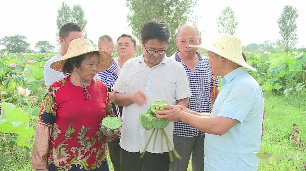 人间仙境庐江千亩太空莲登上央视