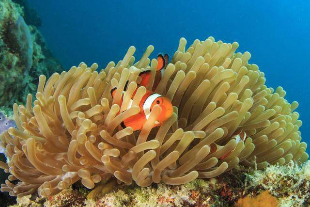 28种小丑鱼和10种海葵:立下"契约",一起活下去_手机搜狐网