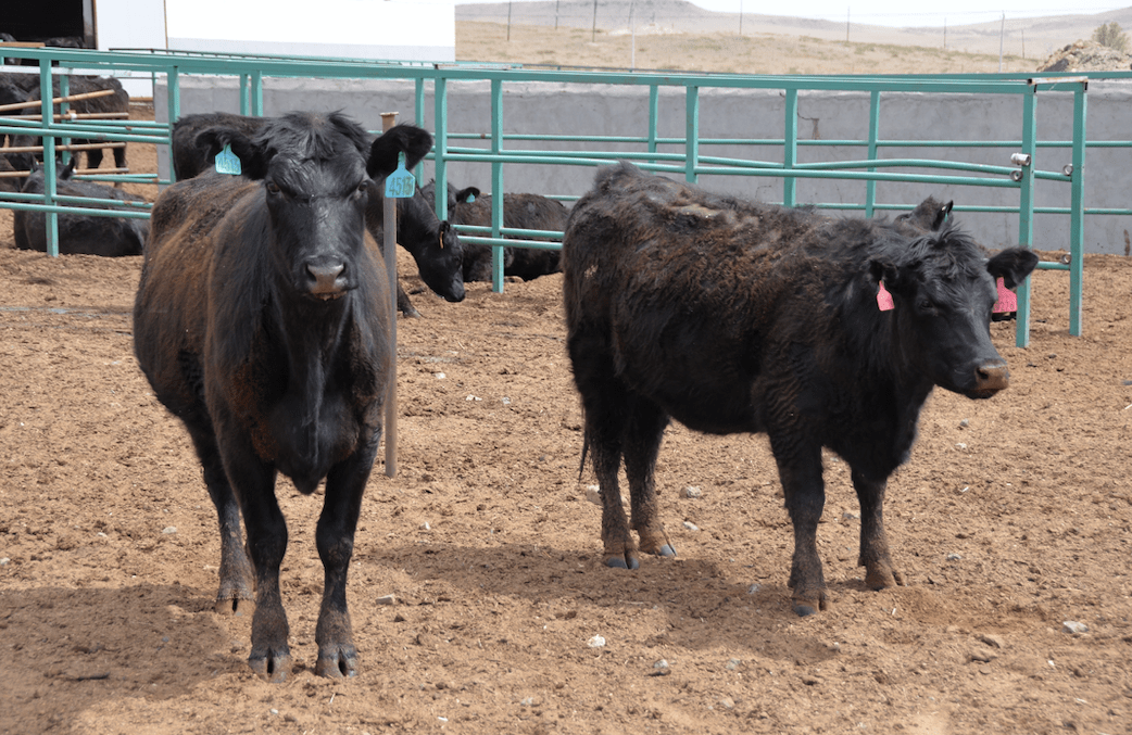 新引进的高端肉牛品种——澳洲安格斯肉牛,每头牛产量从300公斤提高到