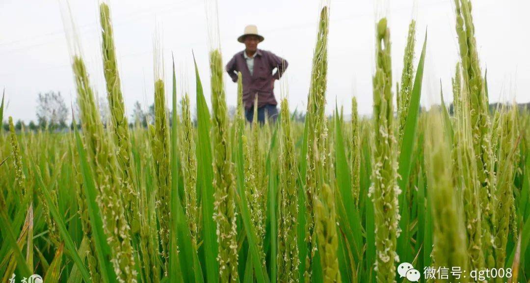 水稻灌浆期管理重点养根保叶促灌浆增粒重防早衰