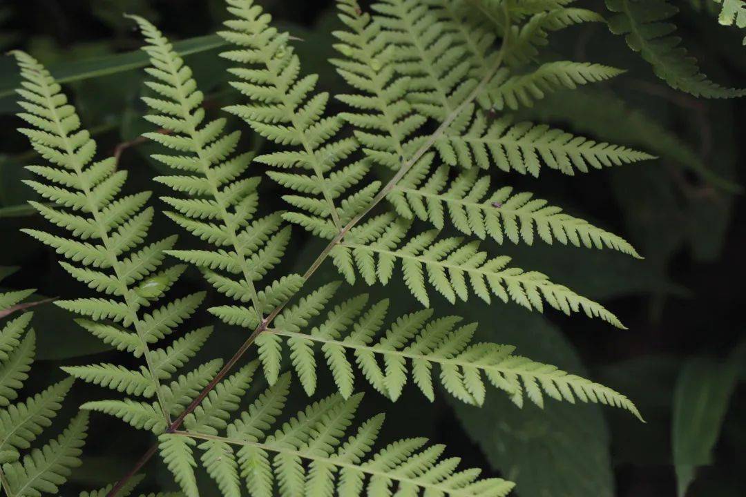 金星蕨科针毛蕨属.