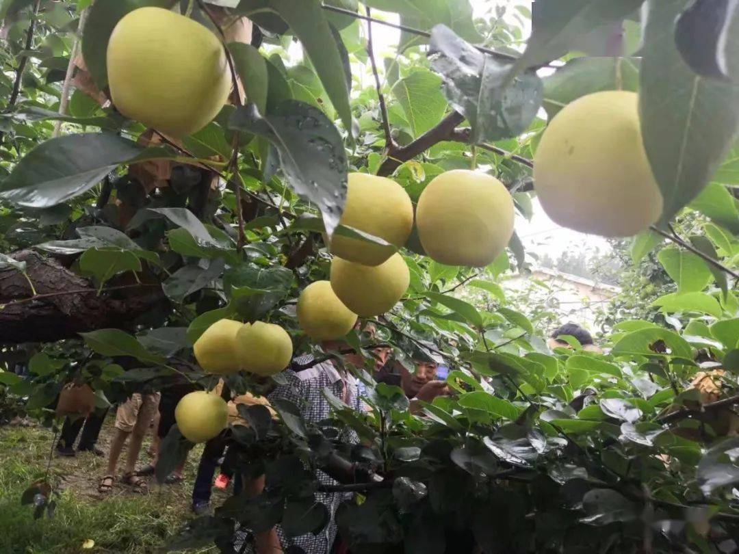 状元冰糖梨:肉质细脆 石细胞少 汁多香浓 浓甜可口 品质上等 中早熟梨