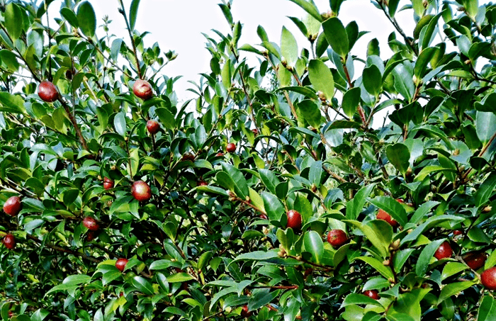 袁长华是麦元村一位油茶种植大户,看到自己精心栽种6年的油茶树挂满了