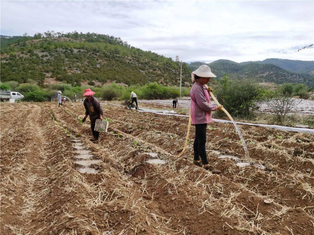 这样的种植大户在黄草镇并不是少数,黄草镇小黄草镇村李德军,也在不断