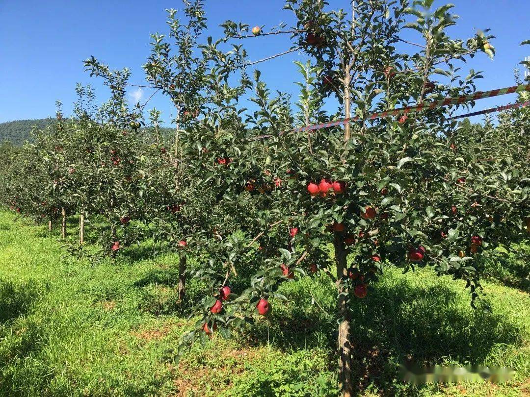昆明团结的苹果熟了,快来采摘.附果园详细信息