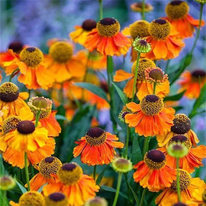 宿根花卉新品种介绍堆心菊