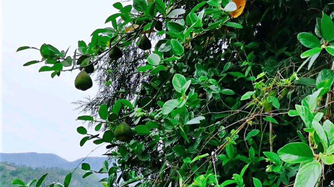 很多人吃过凉粉却没见过凉粉果带你认识真正的凉粉果长啥样