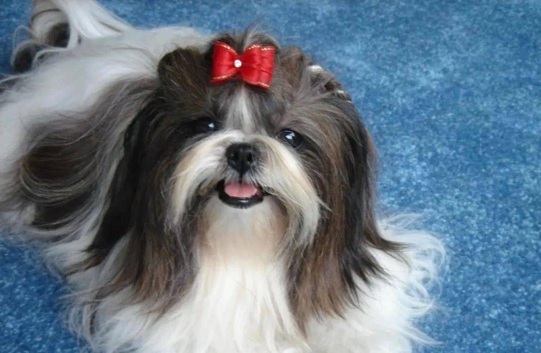 可饲养犬只的品种限于北京犬,西施犬,西藏猎犬,西藏小猎犬,拉萨犬