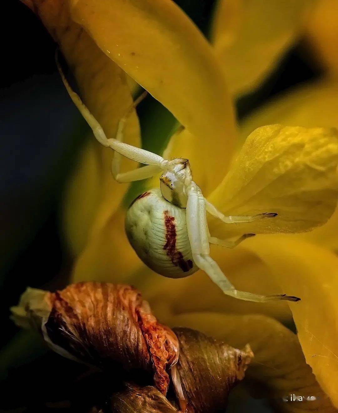 物种图册-弓足梢蛛