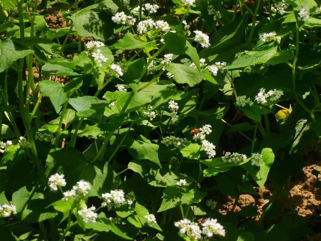 甜蜜之路荞麦花的甜你品尝过吗