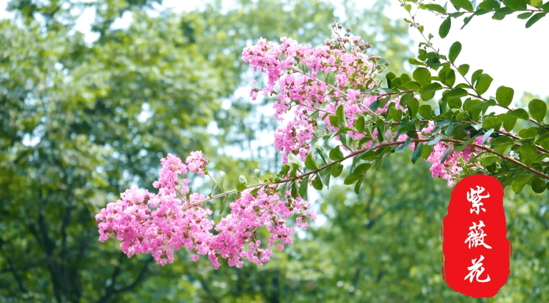南充市市树市花评选之候选市花紫薇花