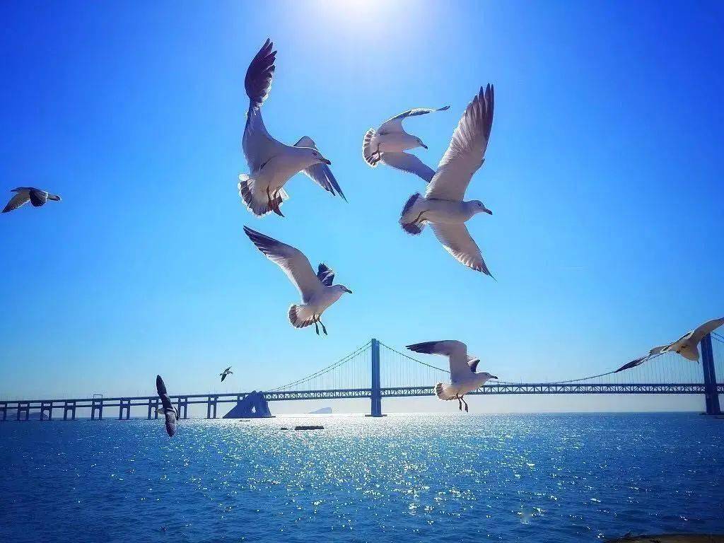 金秋大连唯美四日游漫游城市风光开启轻松惬意的自由时光