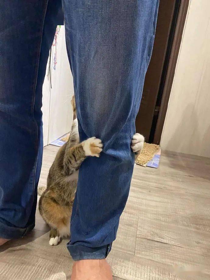 铲屎官家的猫咪,总是喜欢抱着铲屎官的腿_大腿