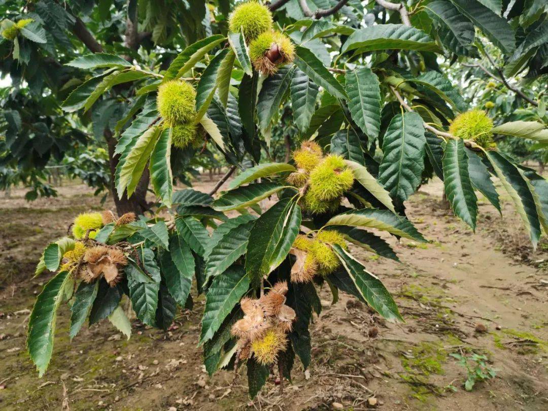 这样做真挺好遵化这场活动真解渴