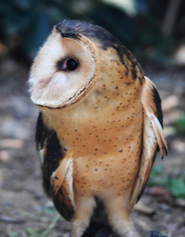 草鸮又称猴面鹰