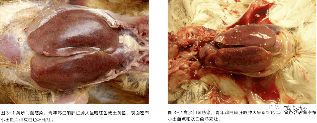 青年鸡感染沙门氏菌后,突出的变化是肝脏肿大至正常的数倍,70-80 的