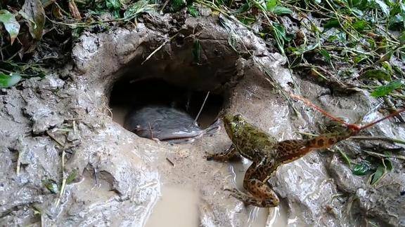 用一只蛤蟆就能钓到这么多鱼这人真牛关键是蛤蟆最后完好无损