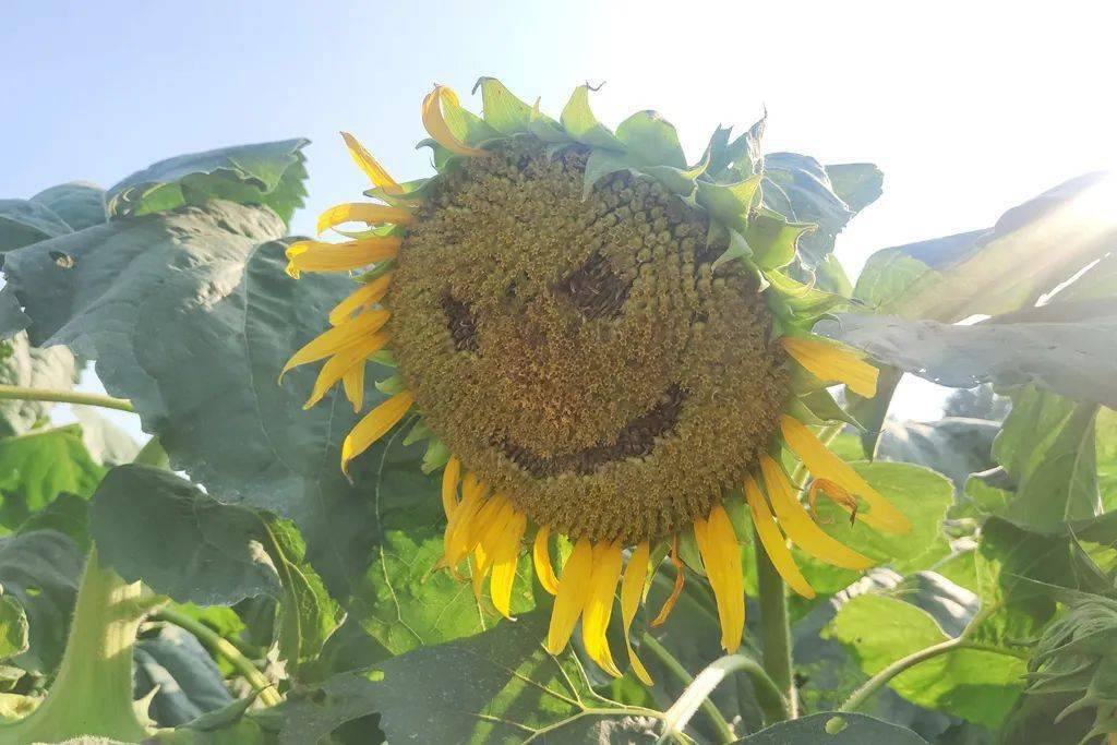 痛心沭河风车花海向日葵惨遭毒手是谁干的