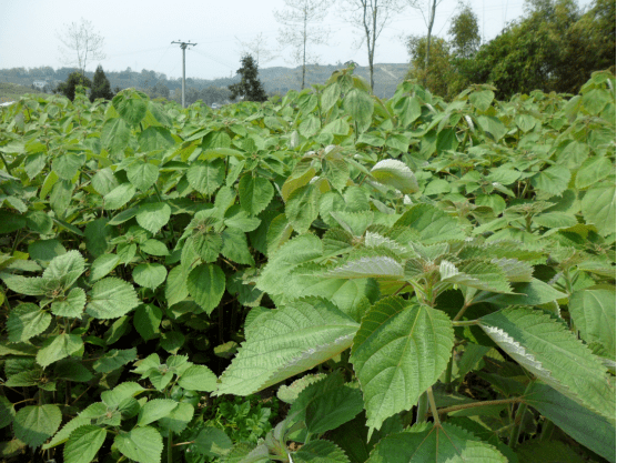 【方志四川特产】大竹特产——苎麻
