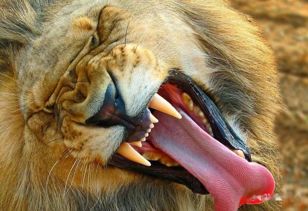 长颈鹿用舌头挖鼻孔这些动物的奇怪舌头真是够神奇了