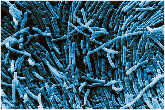这张扫描电子显微镜照片显示了生活在哺乳动物肠道内的梭状芽孢杆菌这