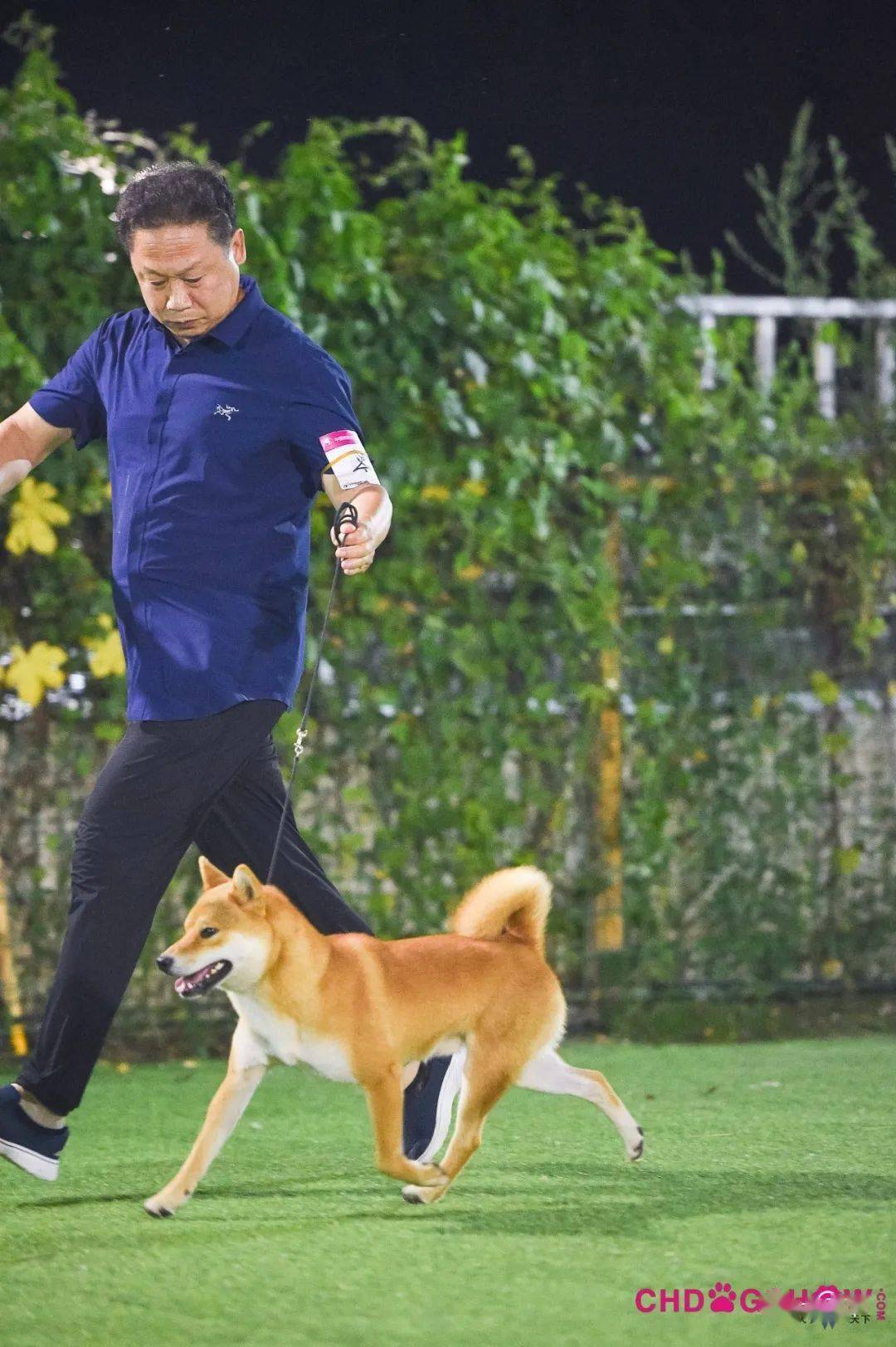光号4,柴犬指导手:穆洪马犬主:穆洪马lucy3,惠比特犬指导手:王硕犬主