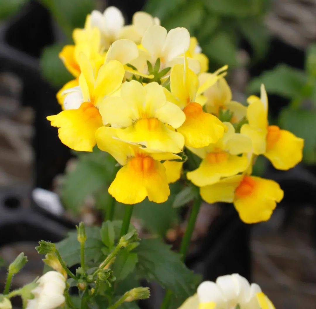 推荐一款二年生草本植物《龙面花67》_手机搜狐网