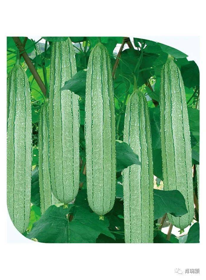 前几天,笔者的父亲因为买了这样的苦丝瓜而中毒,上吐下泻,浑身没劲.