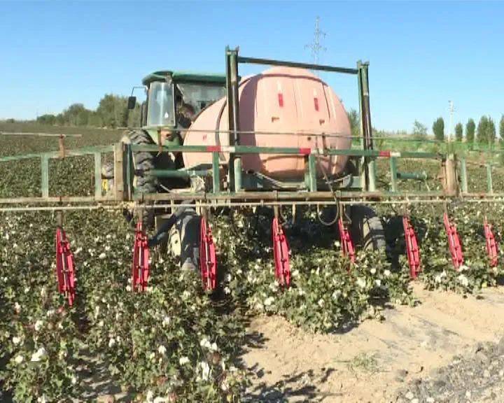 各团场机采 棉脱叶剂喷施工作全面展开 一二一团召开棉花脱叶剂喷施