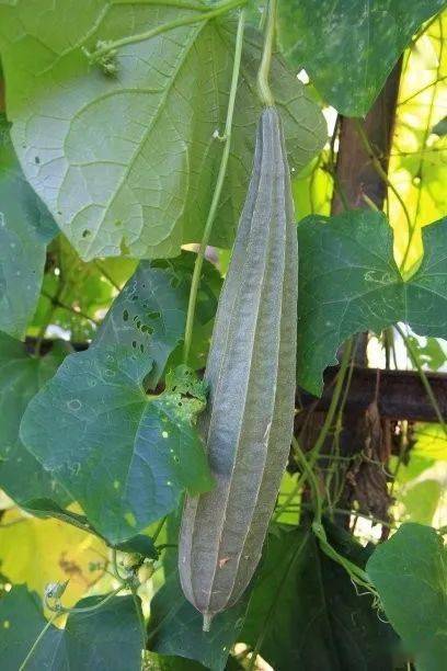 笔者父亲吃到的苦丝瓜就是八棱丝瓜.