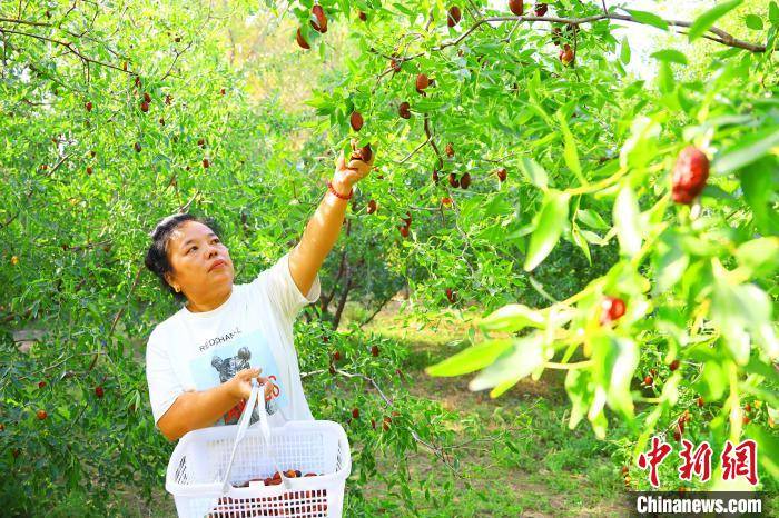 新疆托克逊县万亩红枣正成熟_种植