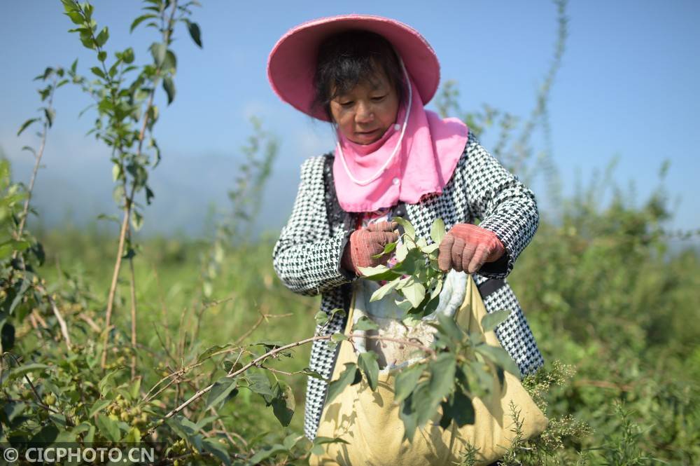 2020年9月2日,陕西省渭南市潼关县城关街道毛沟村村民在采摘连翘.
