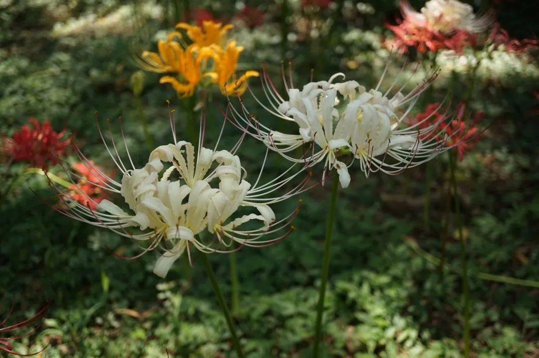 石蒜花进入最后的盛放季最美的石蒜花错过再等一年哦