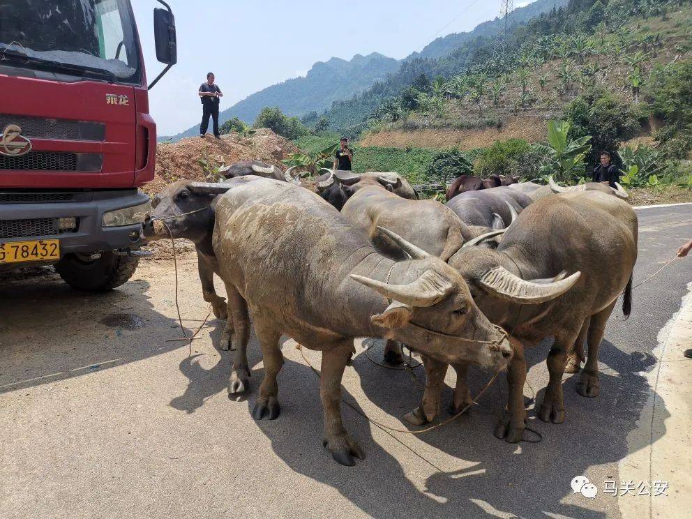 大写的赞马关警方查获非法走私活体牛12头