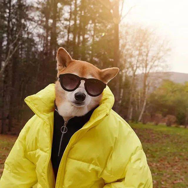 家住纽约年仅四岁年入百万柴犬bodhi实乃狗中富贵花