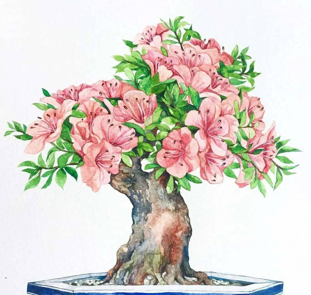水彩教程盆景植物花卉作品步骤图