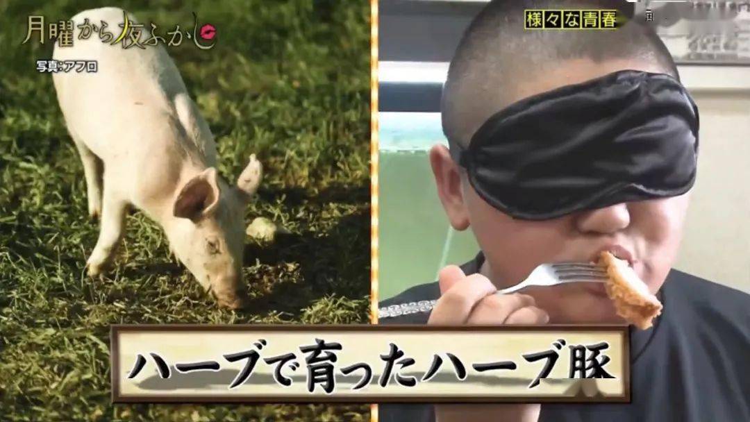 日本少年从小就跟猪生活12岁时练成神之舌一口就能尝出猪吃的什么饲料