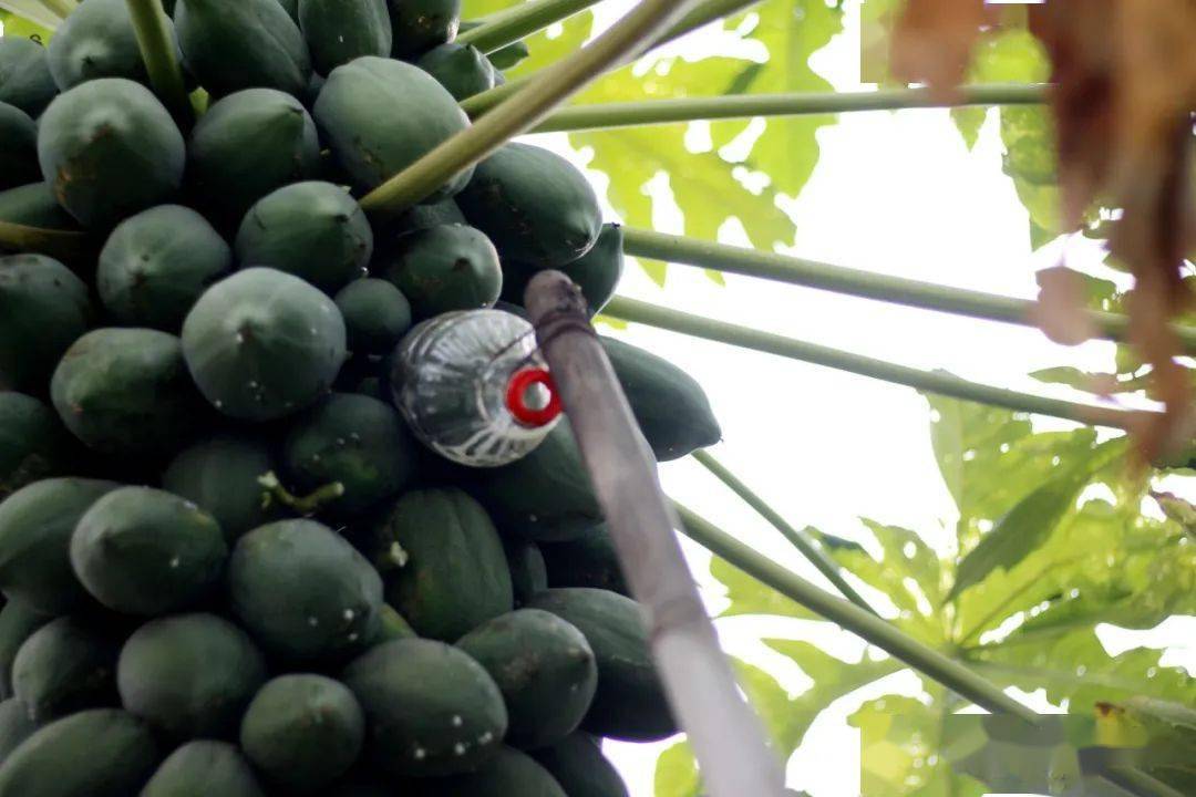 顺德寻味 摘木瓜神器