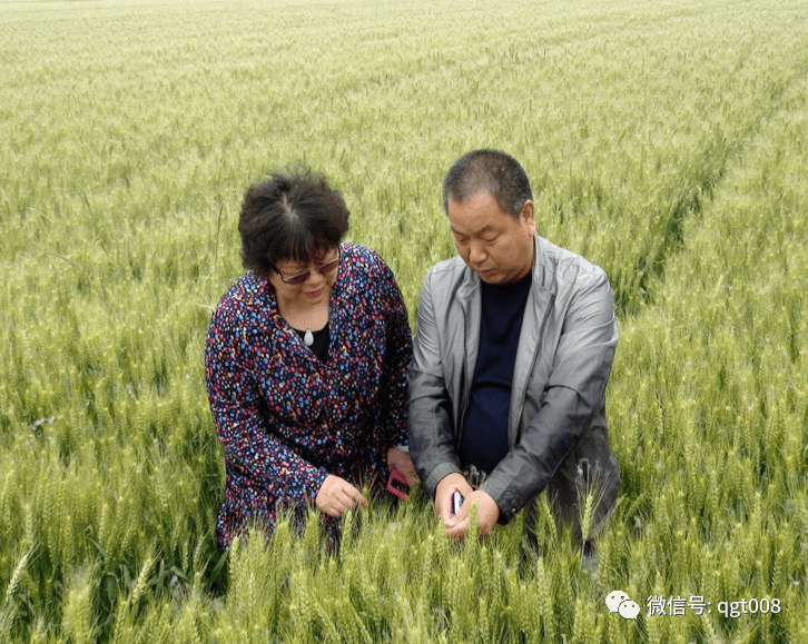 亲耕田优质麦种推荐—扬辐麦4号