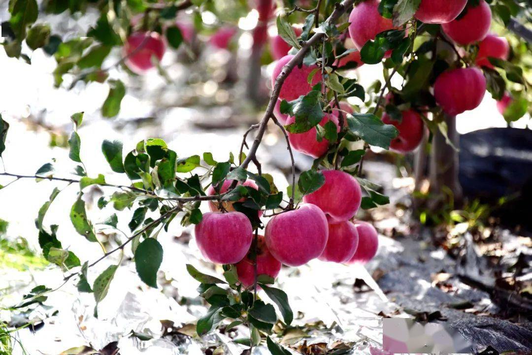 【白水特产】白水苹果熟了 快来品尝吧