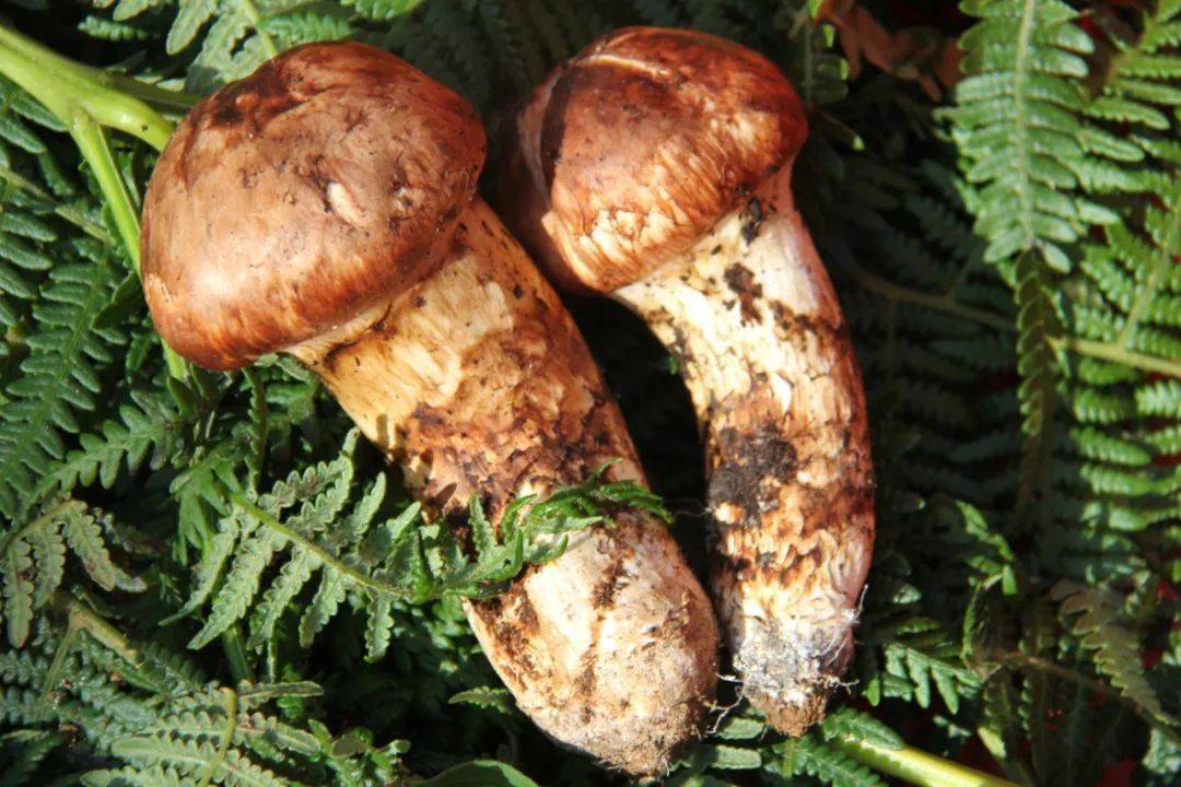 来自平达黄连河深山里的"万菌之王" 你吃过吗?